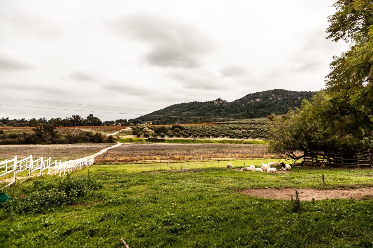 Ayama Wine Farm - Manor House Bed & Breakfast Wellington Eksteriør bilde